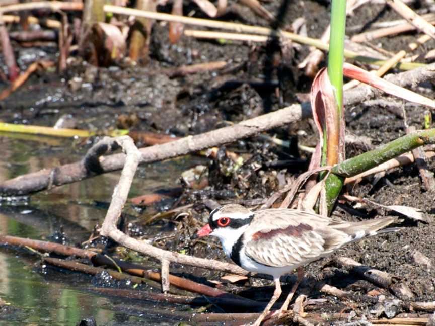 Black-fronted Dotterel.jpg