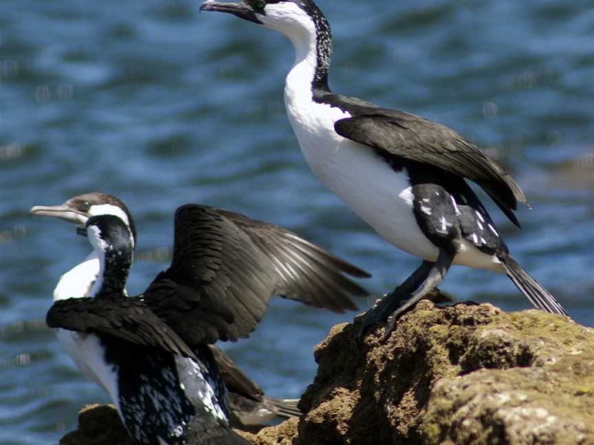 Phalacrocorax fuscescens 1.jpg