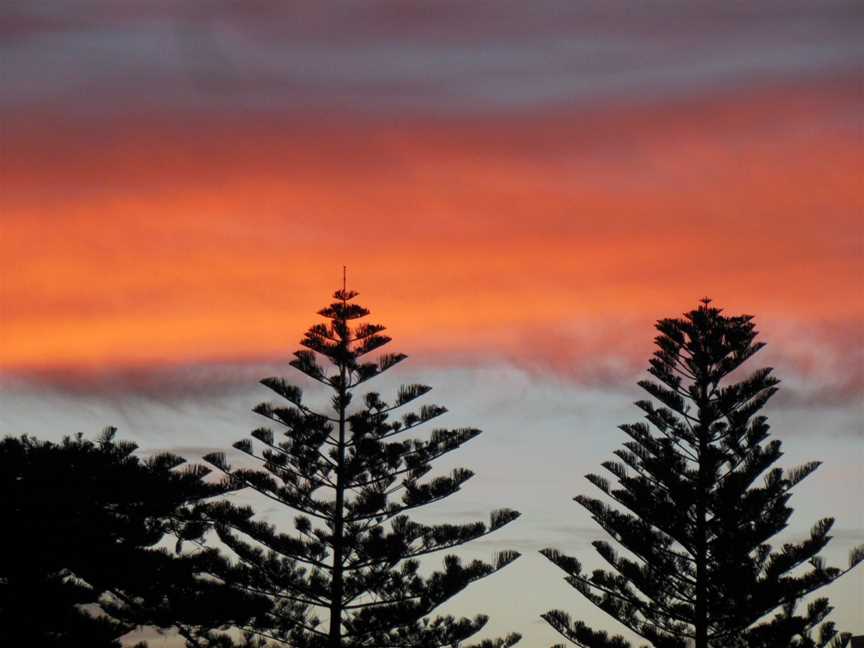 Araucariatreesatsunsetin Henley Beach