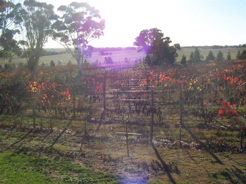 Vinesnear Naracoorte1