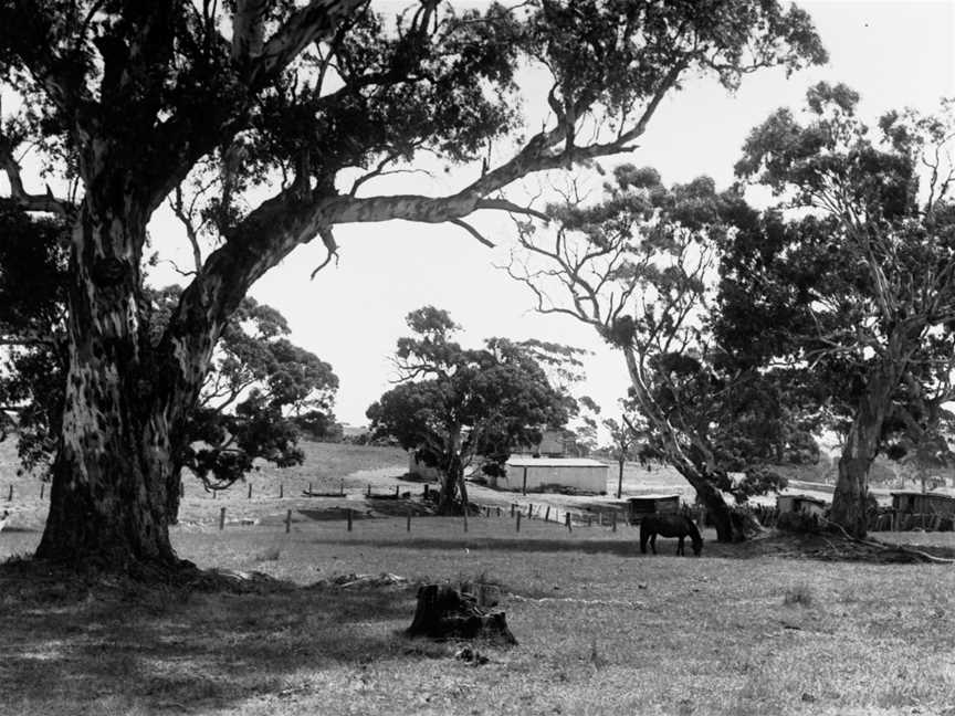 Dairy and Pig Farm Near Wattle Flat(GN08453).jpg