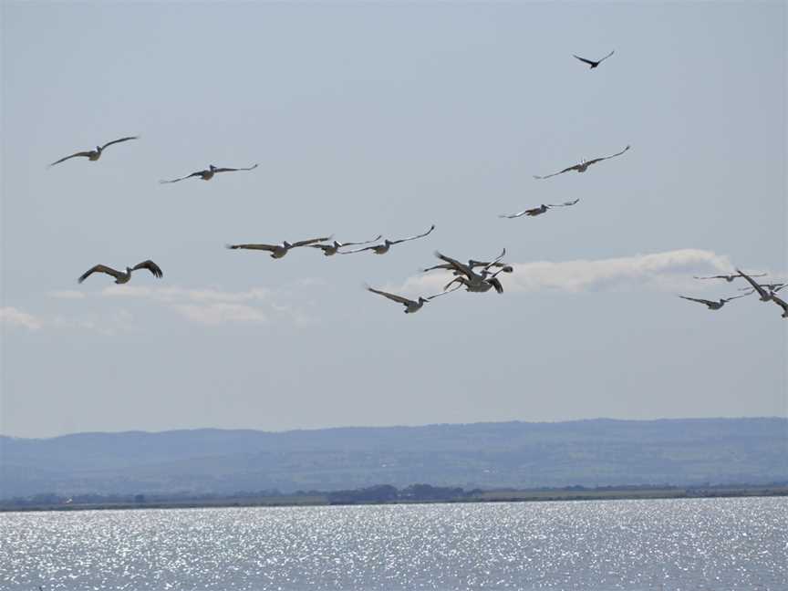 Pelicans.