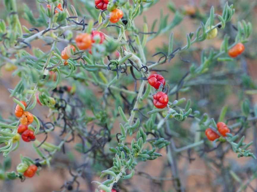 Aboriginal Bush Food and Medicine Garden, Events in Kalgoorlie