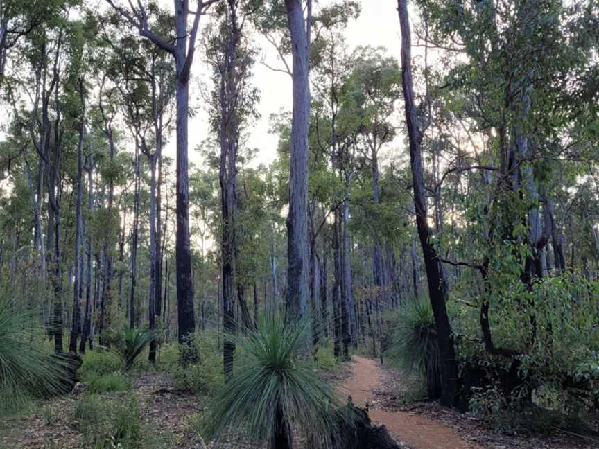 Discover Forest Bathing, Events in Dwellingup