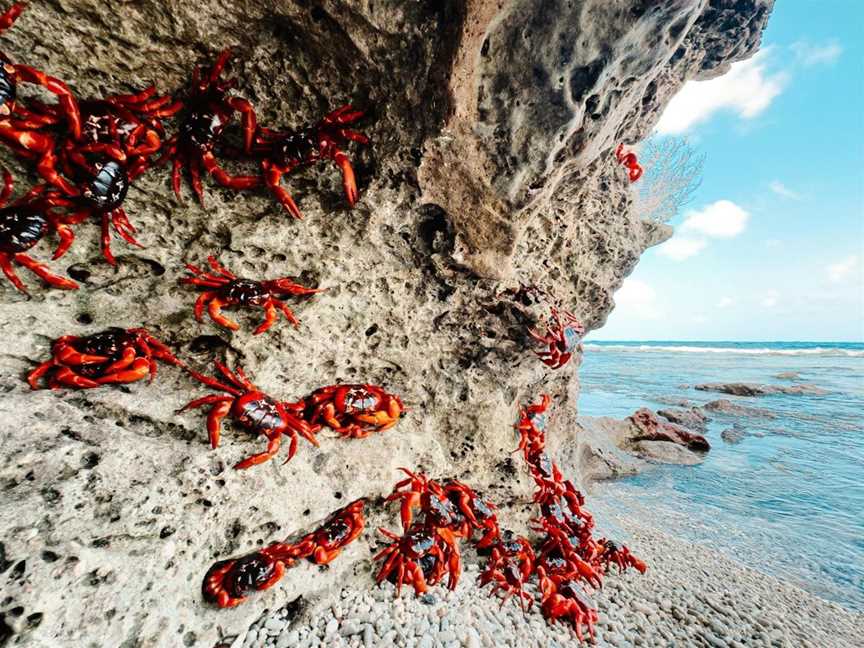 Red Crab Migration, Events in Christmas Island