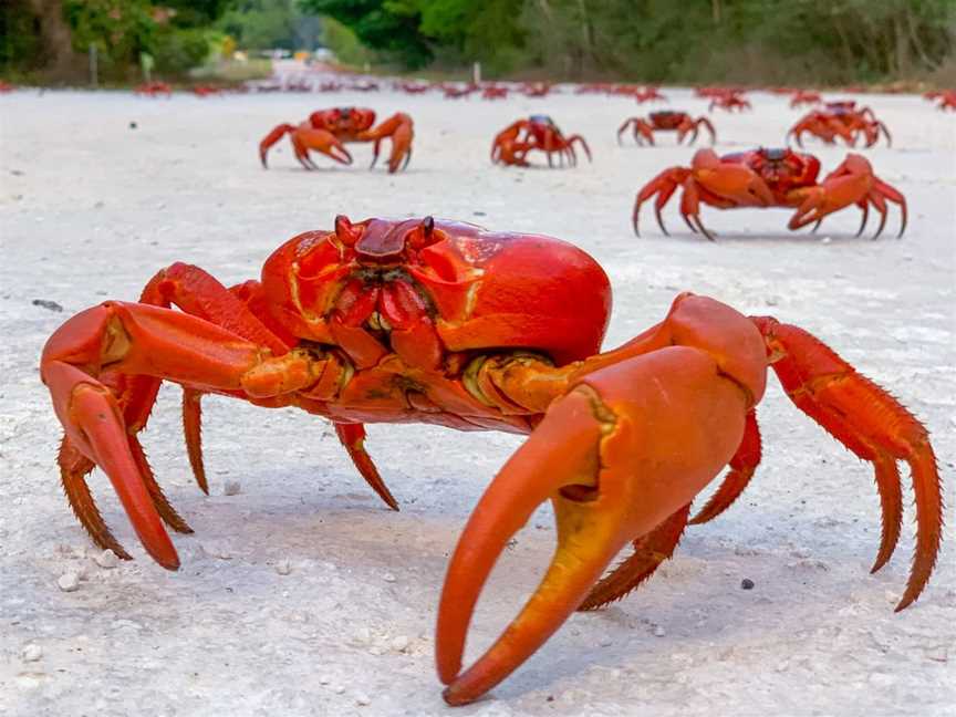 Red Crab Migration, Events in Christmas Island