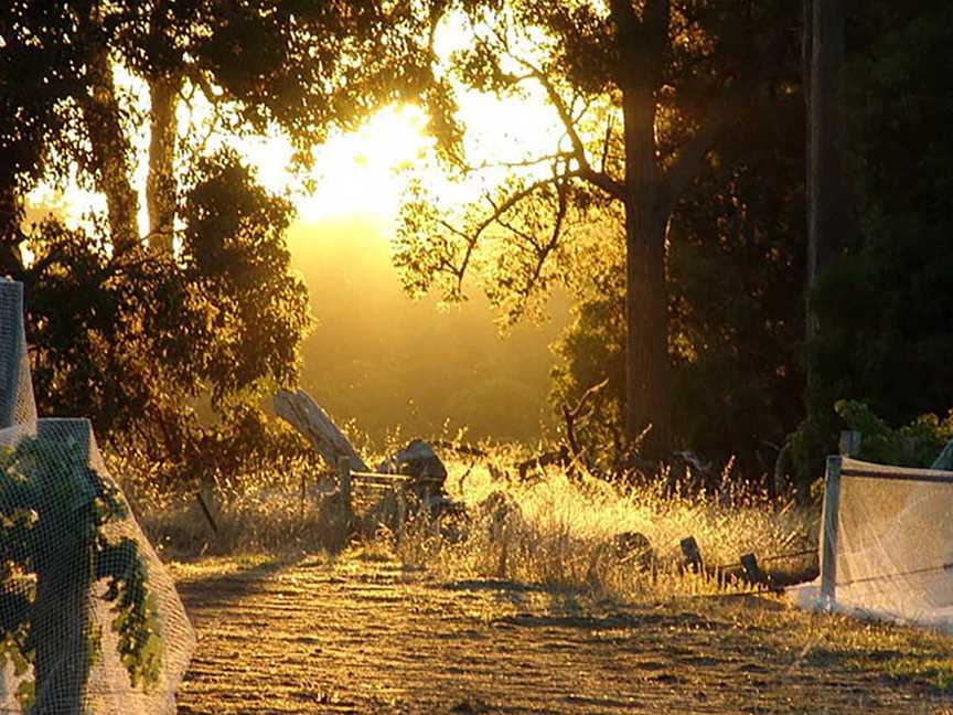 Shedley Wines, Wineries in Bridgetown