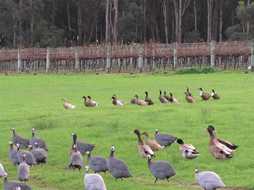 Flinders Bay Wine