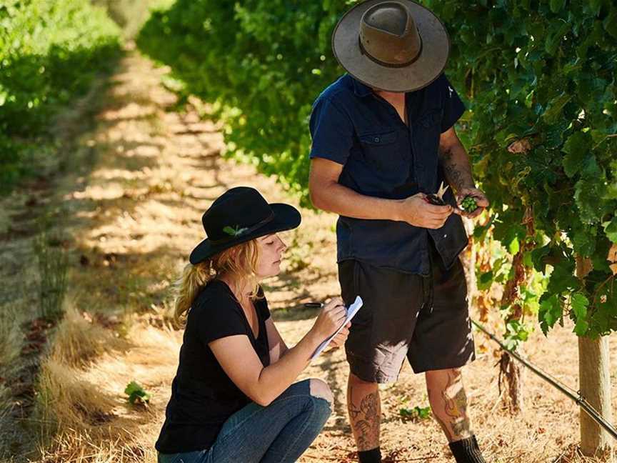 Paris and Jordan in the Sauv Blanc vines