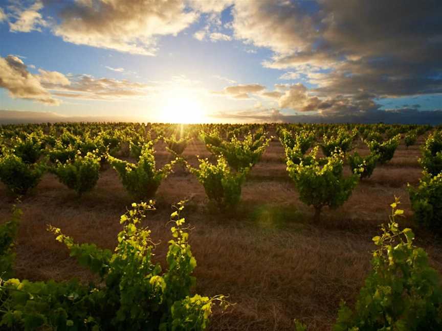 Swinney, Wineries in Frankland River