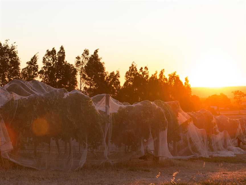 Iron Cloud Wines, Wineries in Dardanup