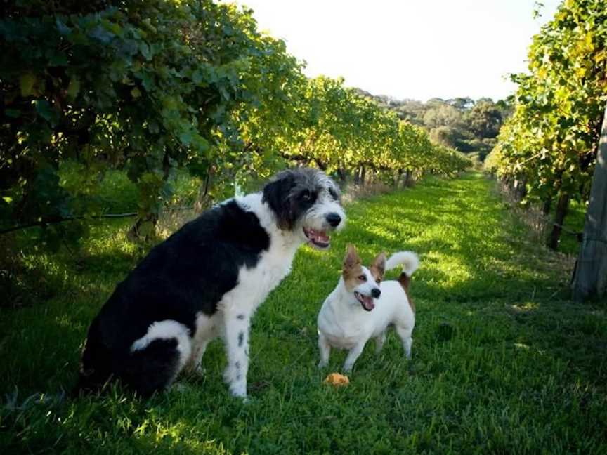 Cape Naturaliste Vineyard, Wineries in Yallingup