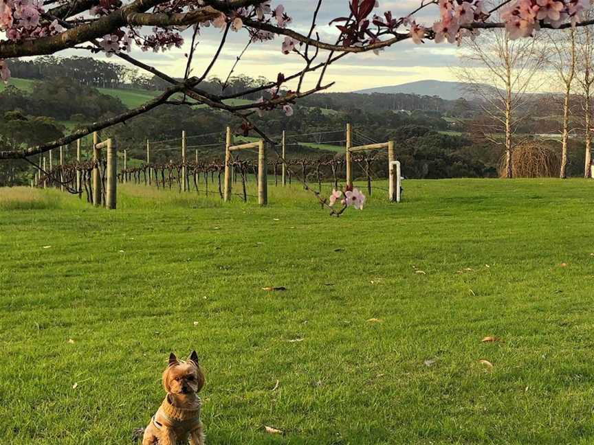 Rickety Gate Estate, Wineries in Denmark