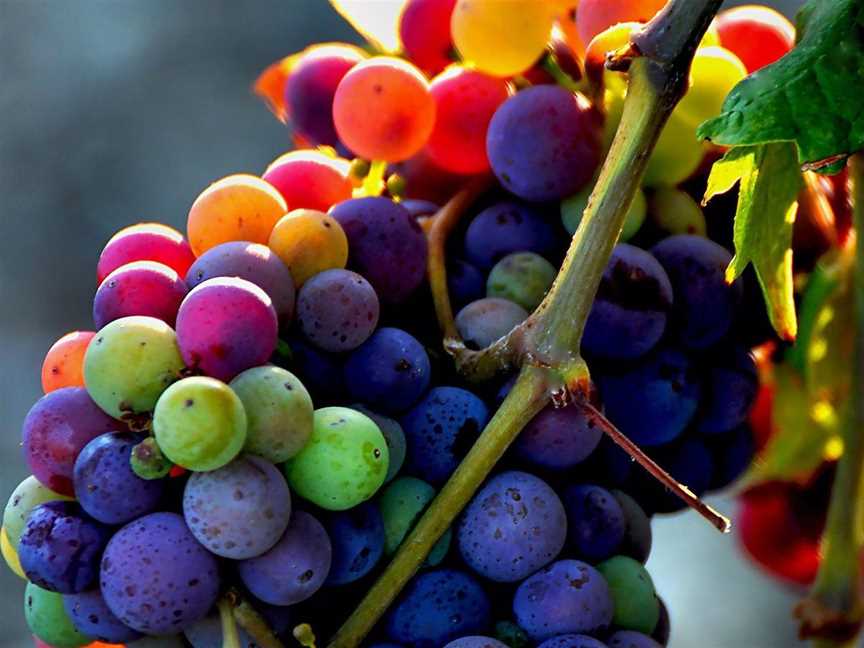 St Johns Wine Cellar Door, Wineries in Rockingham