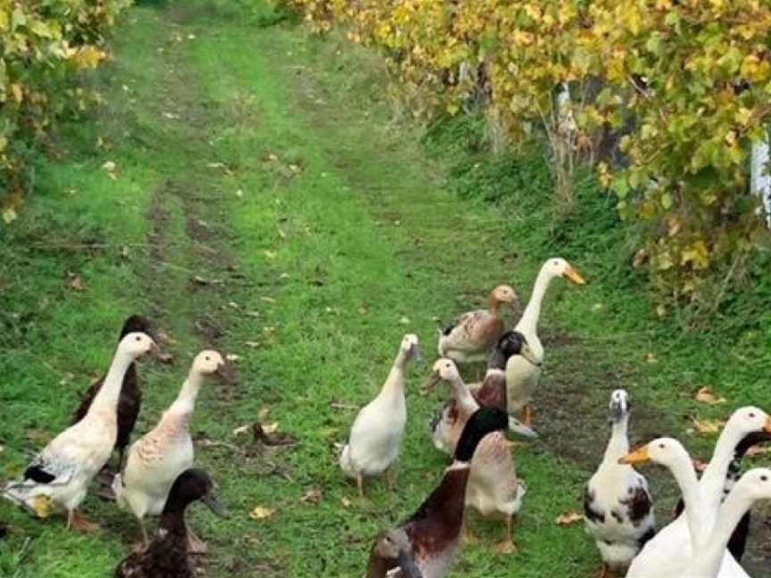 Angove Family Winemakers, Renmark, South Australia