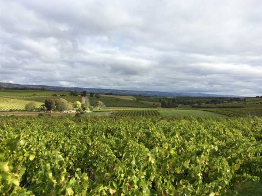 Aphelion Wine Cellar Door McLaren Vale, Wineries in Willunga