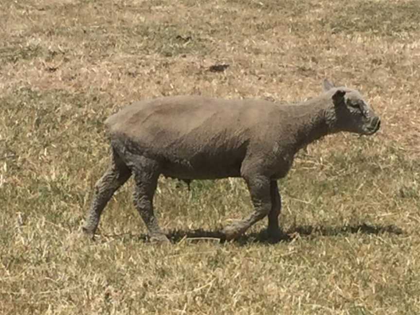 Basils Farm, Swan Bay, Victoria