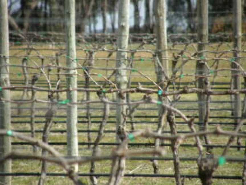 Black Estate Vineyard, Axe Creek, Victoria