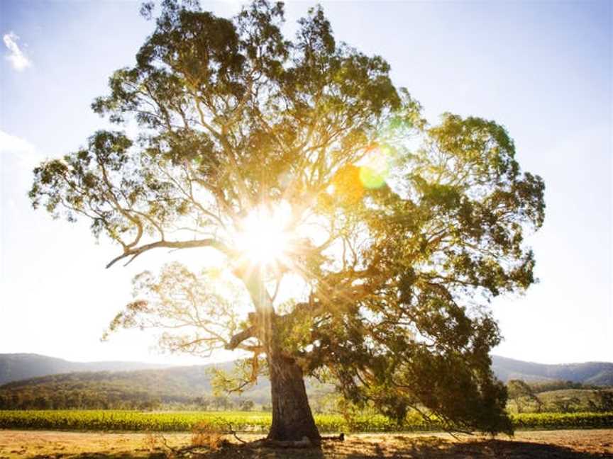 Blue Pyrenees Estate, Percydale, Victoria