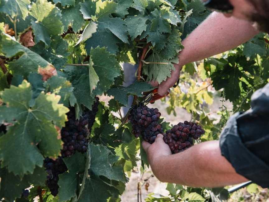 Buller Wines, Rutherglen, Victoria