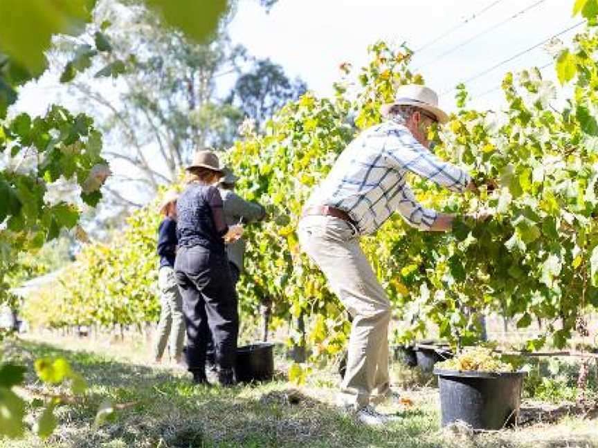 Dal Zotto Wines, Whitfield, Victoria