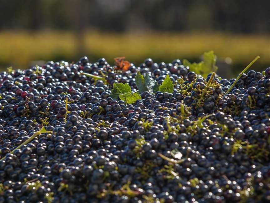 Devil's Cave Vineyard, Heathcote, Victoria