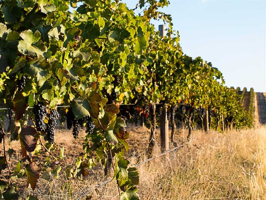 Fighting Gully Road, Wineries in Beechworth