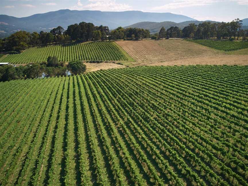 Giant Steps, Healesville, Victoria