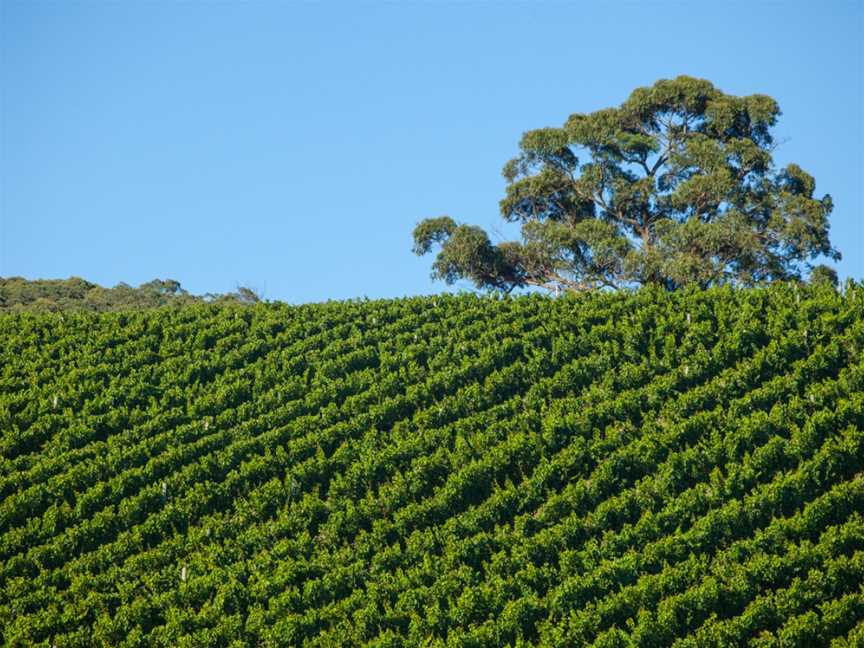 Giant Steps, Healesville, Victoria