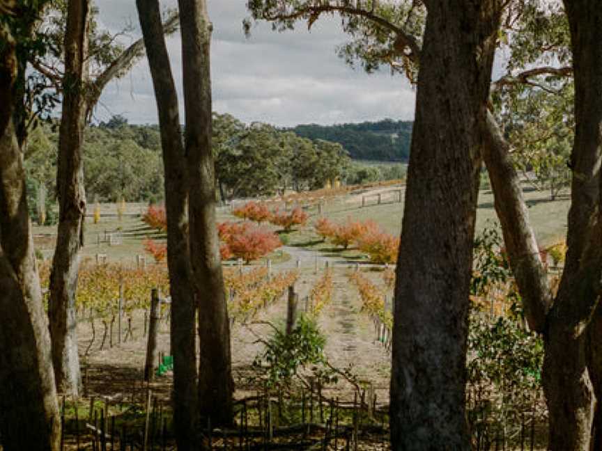 Guildford Vineyard, Guildford, Victoria