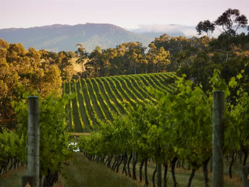 Innocent Bystander, Wineries in Healesville