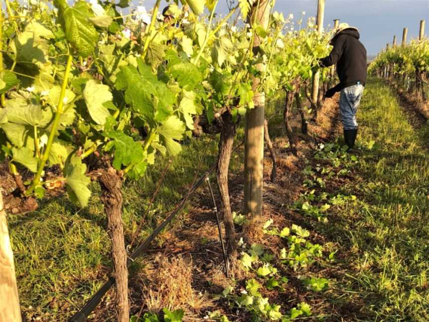 Killiecrankie Wines, Ravenswood, Victoria