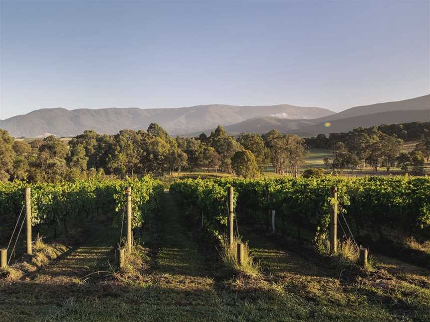 Mac Forbes, Healesville, Victoria