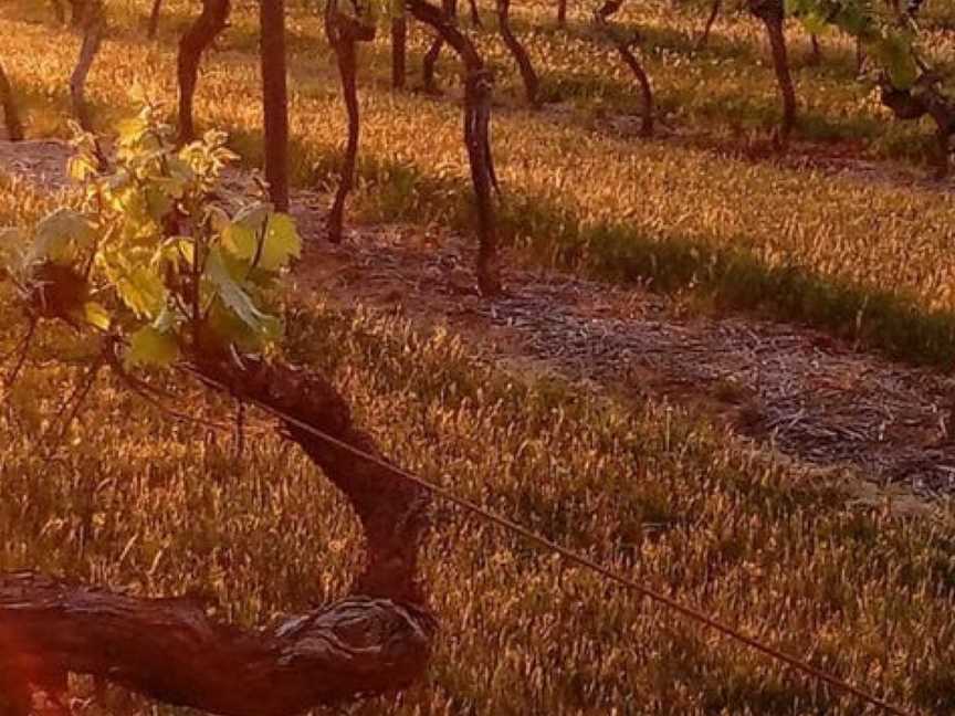 Morris, Rutherglen, Victoria