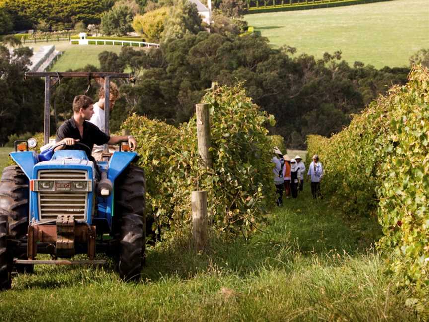 Quealy Winemakers, Balnarring, Victoria