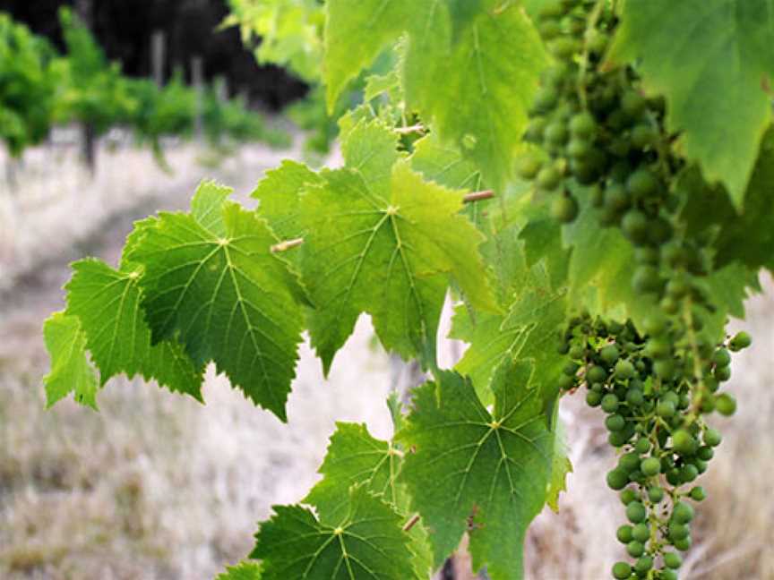 Red Feet Wines, King Valley, Victoria