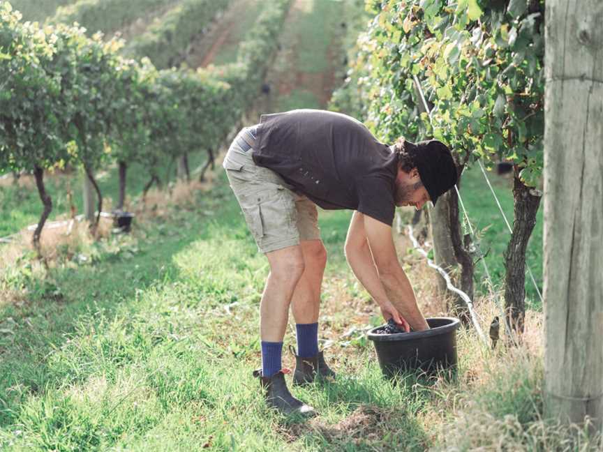 Rouleur, Wineries in North Melbourne