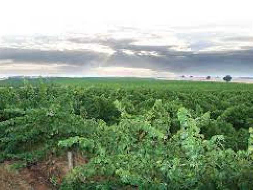 Rutherglen Estate, Rutherglen, Victoria