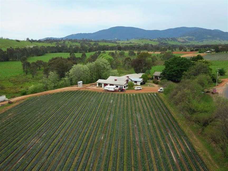 Schmidt's Strawberry Winery, Wineries in Allans Flat