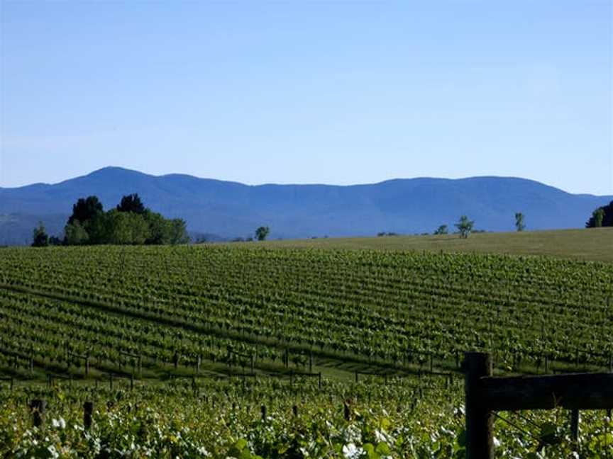 Squitchy Lane Vineyard, Wineries in Coldstream