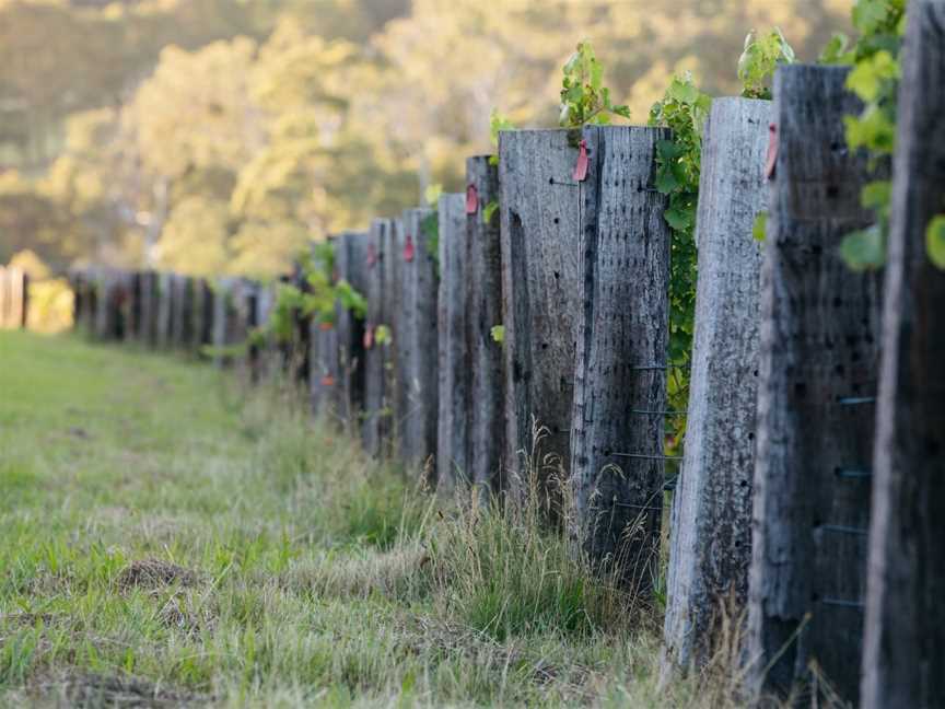 Thousand Candles, Gruyere, Victoria