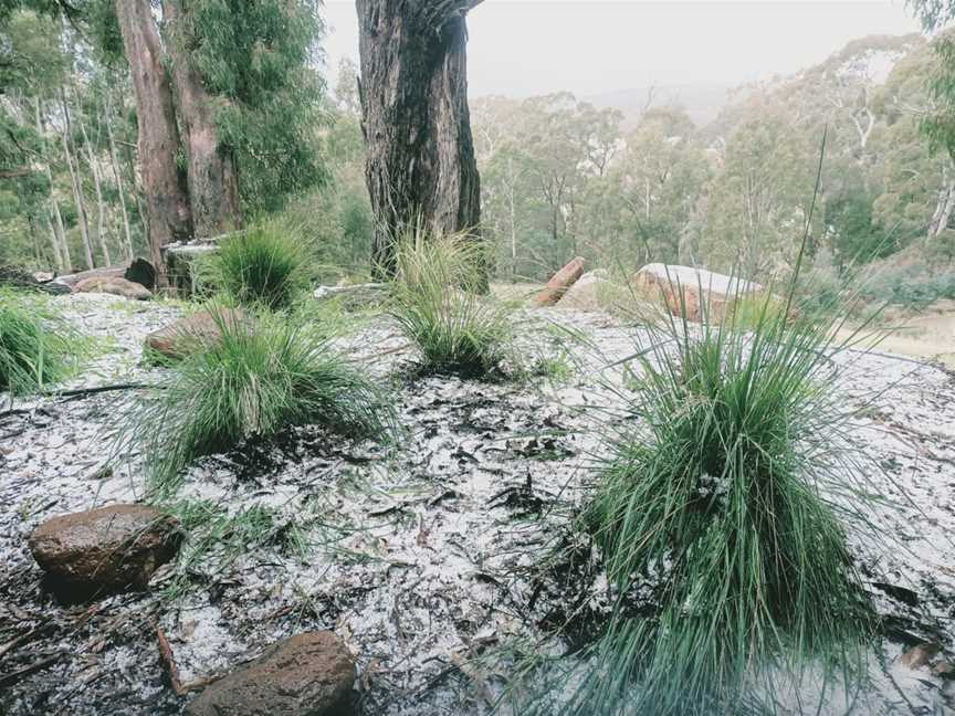 Wombat Forest, Denver, Victoria