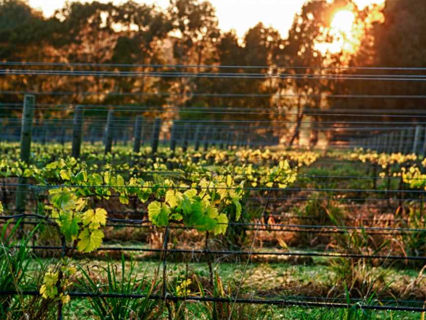 Woodhaven Vineyard, Red Hill, Victoria