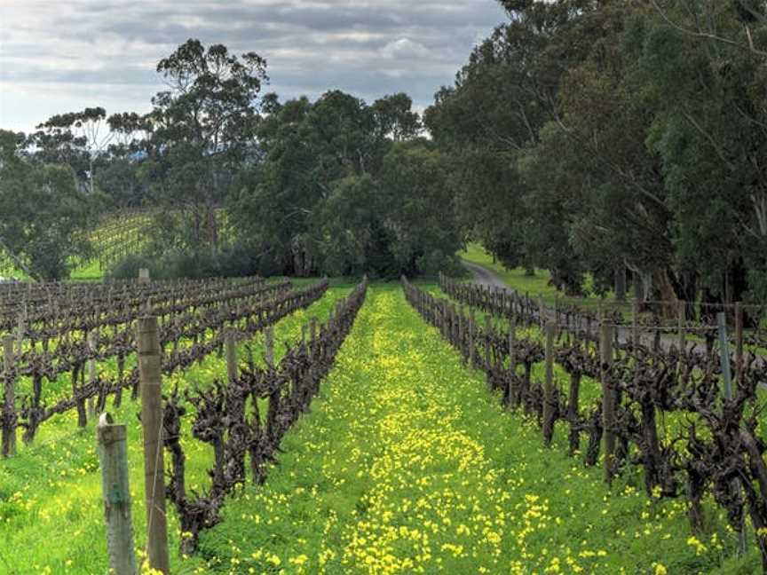 Battle of Bosworth, Willunga, South Australia