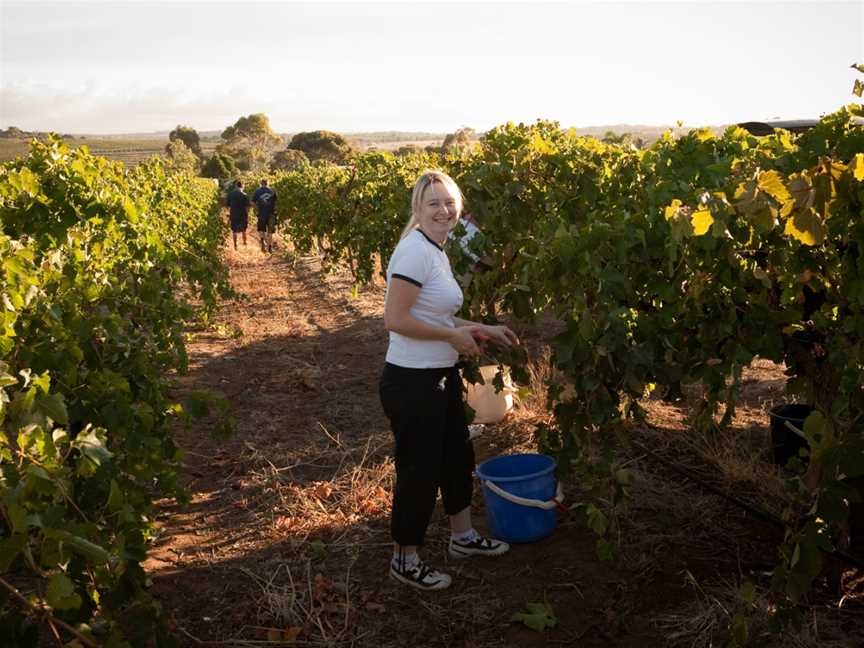 Bellevue Estate, McLaren Vale, South Australia