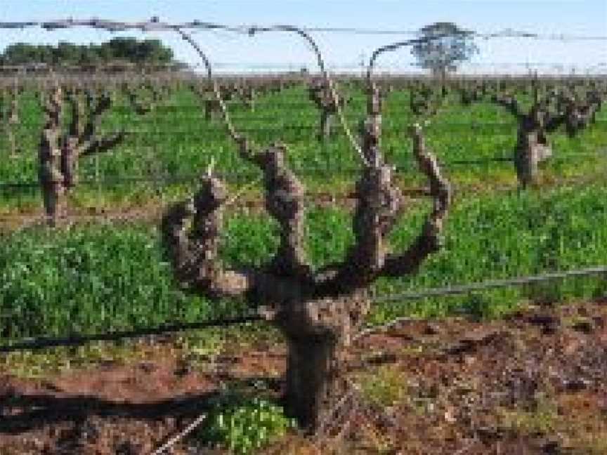 Chris Ringland, Angaston, South Australia