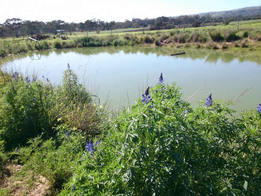 Conte Estate Wines, McLaren Flat, South Australia