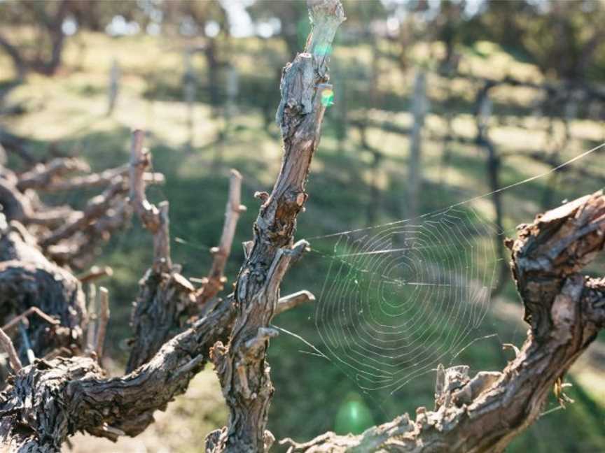 d'Arenberg, McLaren Vale, South Australia