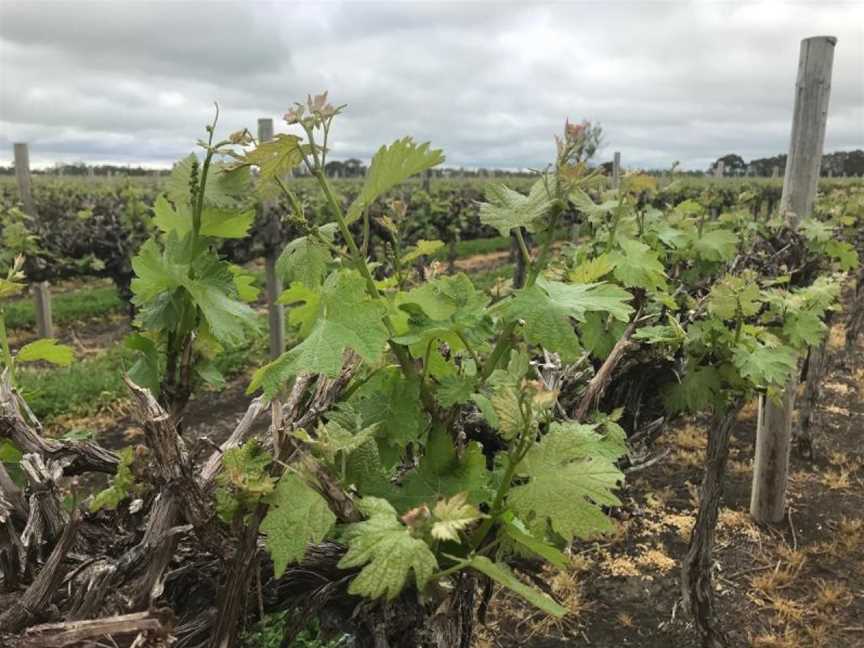 Flint's of Coonawarra, Coonawarra, South Australia