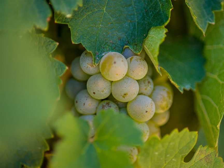 Gaelic Cemetery Vineyard, Stanley Flat, South Australia